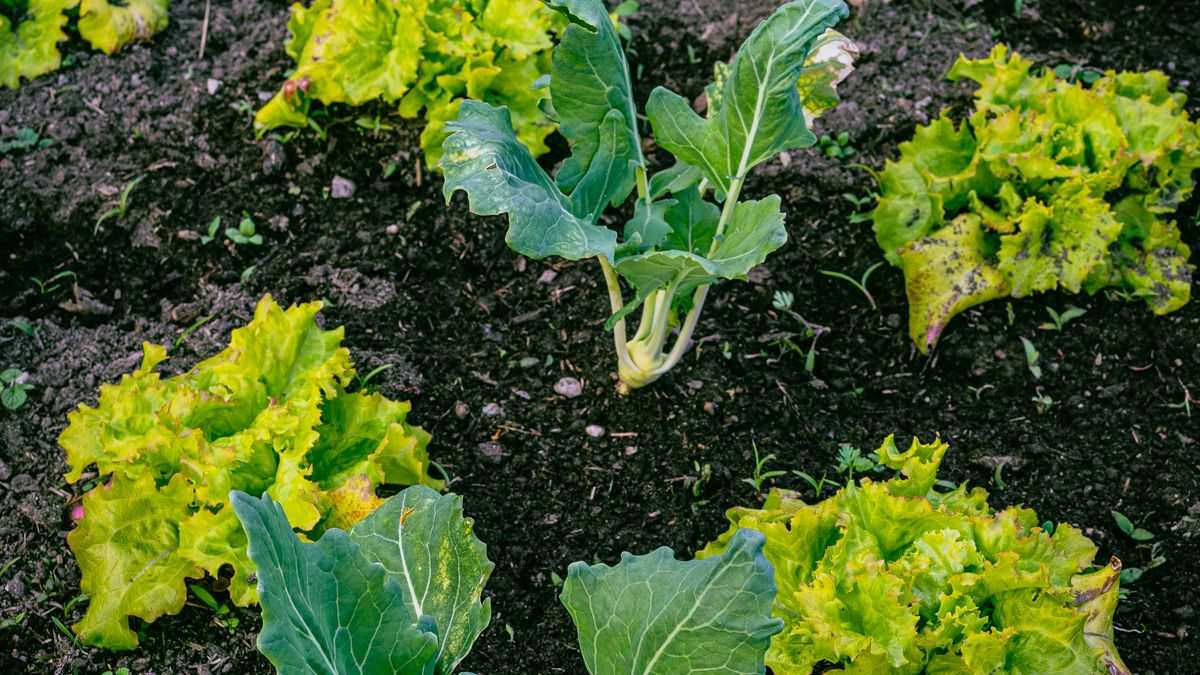Growing Shade-Loving Plants in a Woodland Garden