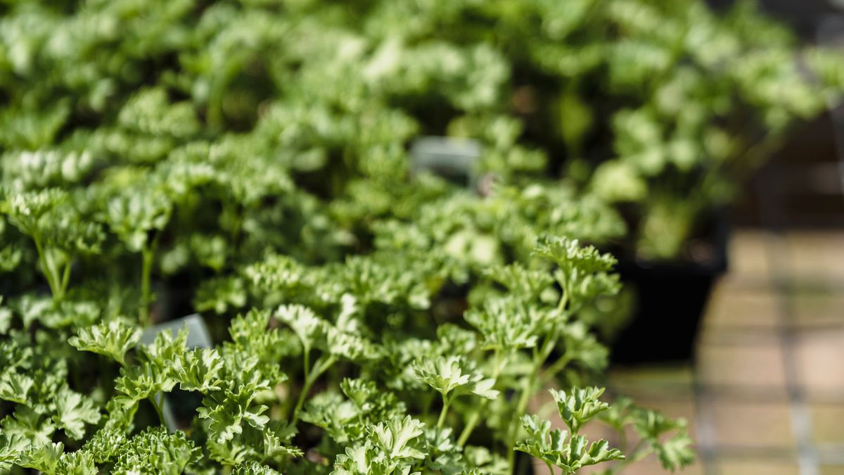 Jobs to Tackle in the Garden Before Spring Arrives