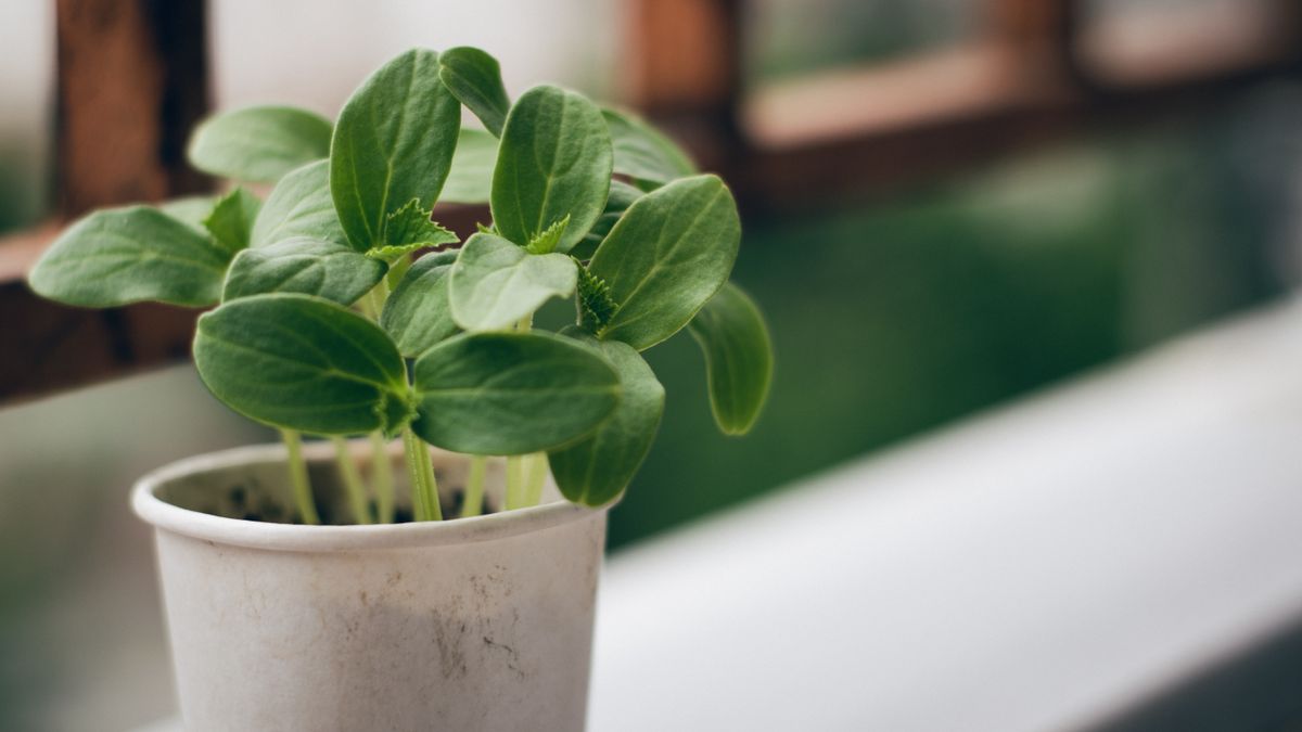 Maintaining Wooden Handles on Garden Forks and Spades