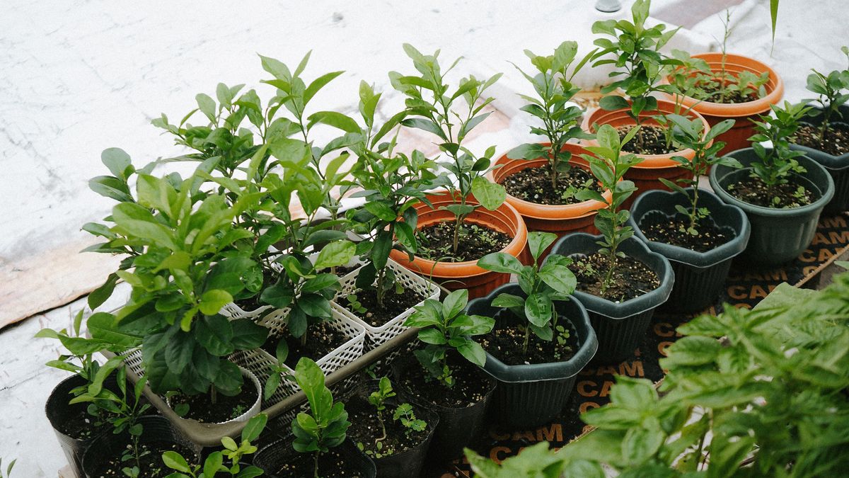 Storing Garden Tools Safely in a Small Shed