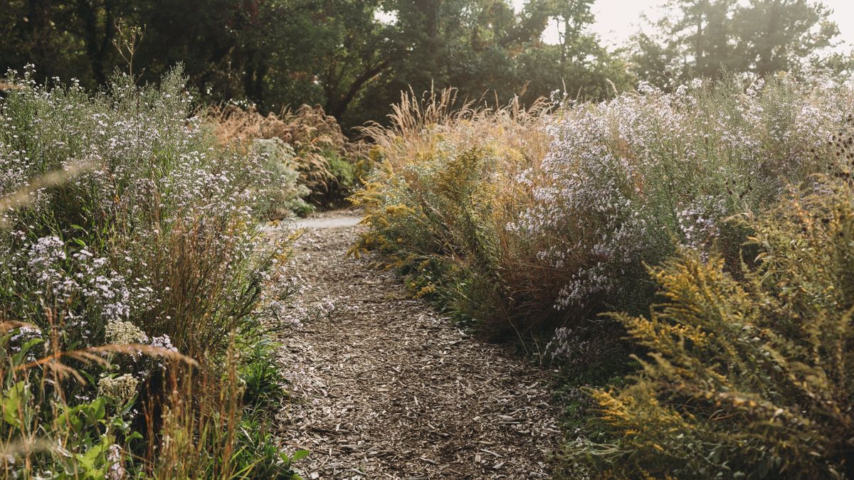 Watering Container Plants During Warm Dry Spells